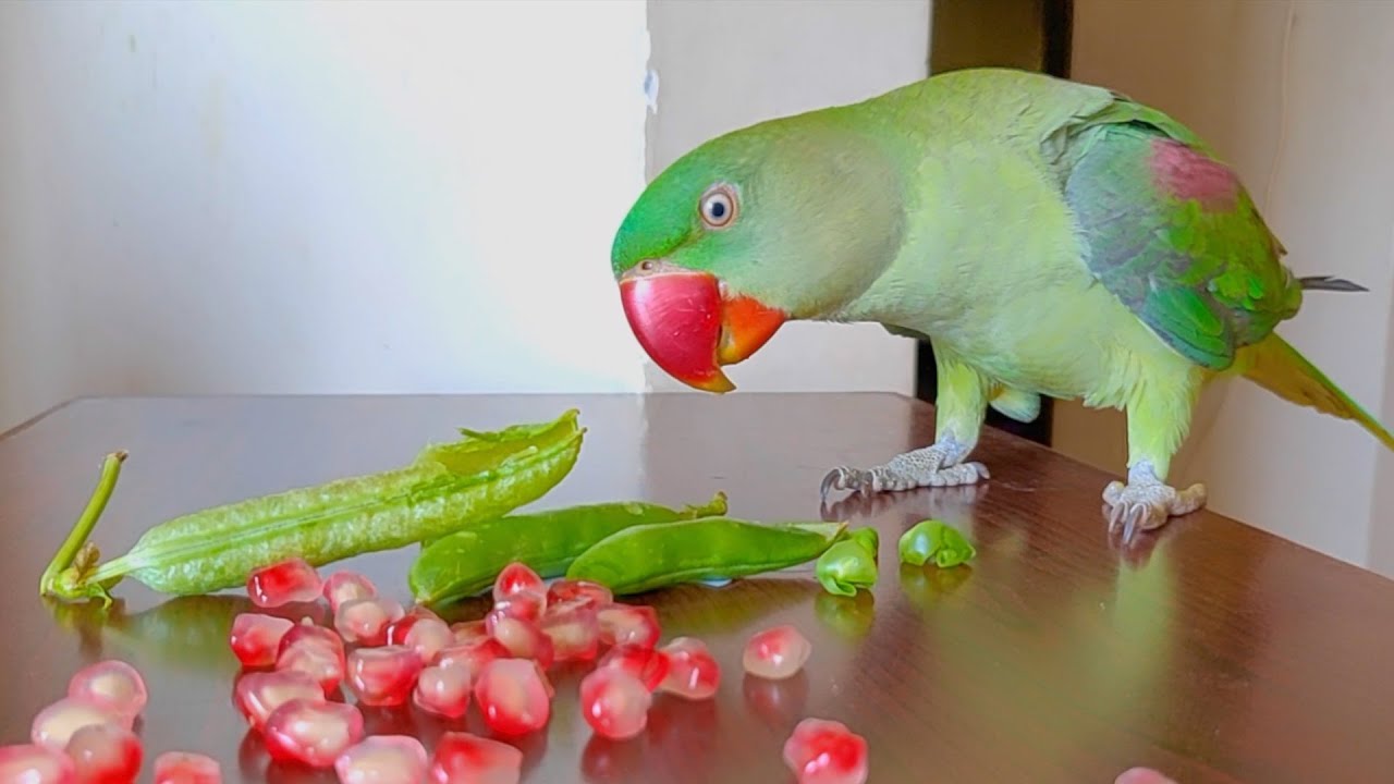 Vẹt Cockatiel – Cách nuôi, nguồn gốc và đặc điểm