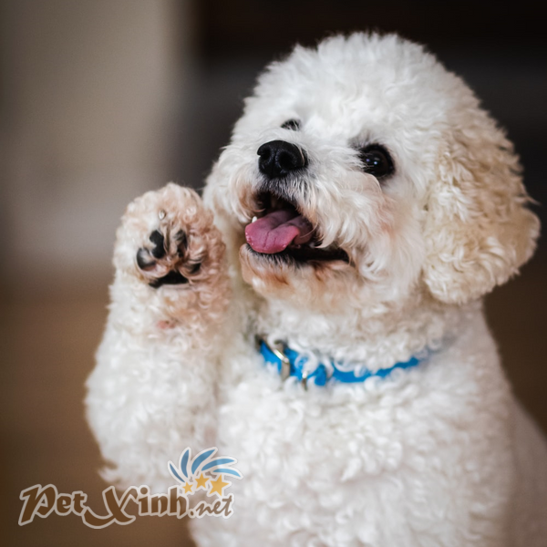 poodle trắng