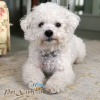 poodle trắng