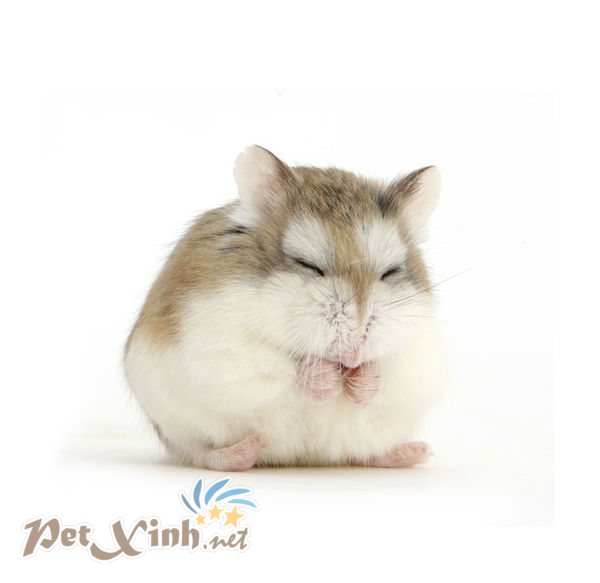 hamster robo