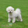 Phối giống poodle trắng (bao đậu) 1