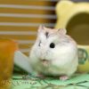 hamster robo