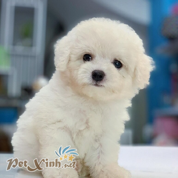 poodle trắng