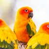 Vẹt Sun Conure