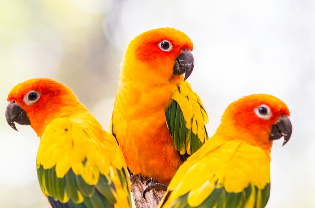 Mua Bán] Sun Conure vẹt Châu Mĩ tại TPHCM tại TP Hồ Chí Minh