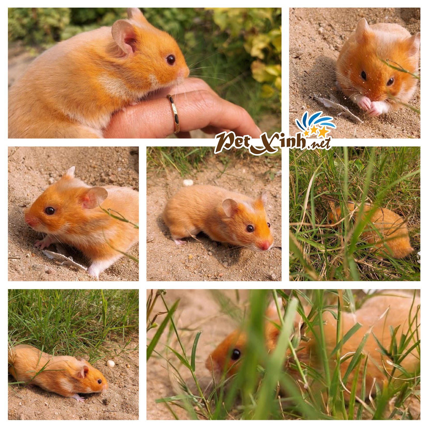 Tặng ngay 50.000đ khi mua một cặp Hamster Bear 2 hamster bear