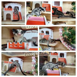 Sóc Bay Úc (Sugar Glider) 8