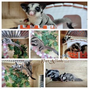 Sóc Bay Úc (Sugar Glider) 7