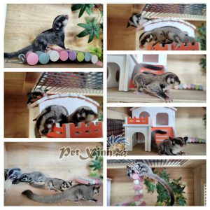 Sóc Bay Úc (Sugar Glider) 6
