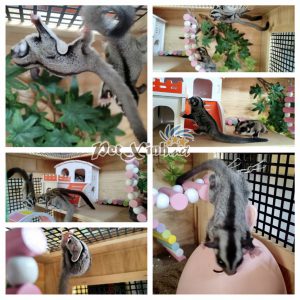 Sóc Bay Úc (Sugar Glider) 3