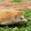 Nhím Kiểng Cam (Algerian Cinnicot)
