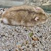 Cát lót chuồng cho hamster PetXinh