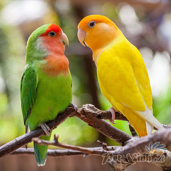 Vẹt LoveBird (Két mẫu đơn)  Nhím Kiểng Hamster Thỏ Bọ Ú giá rẻ