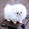 Chó Pomeranian (Pom, fox sóc, phốc) siêu mini 4