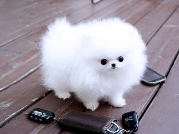 Chó Phốc Sóc Mini Cute
