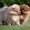 Chó Pomeranian (Pom, fox sóc, phốc) siêu mini 5