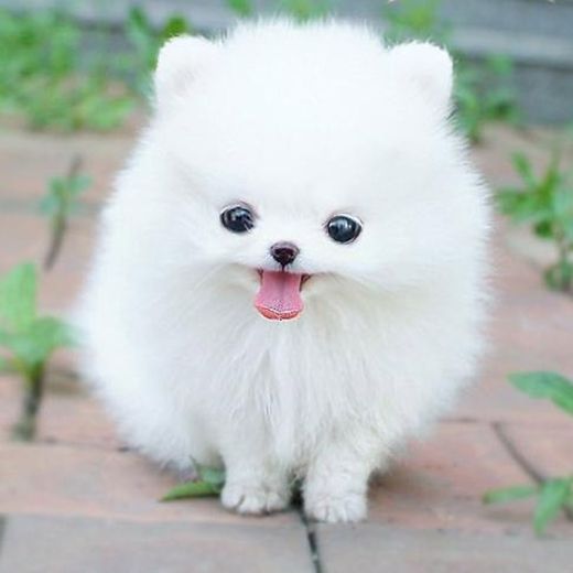 Chó Pomeranian (Pom, fox sóc, phốc) siêu mini  Nhím Kiểng  Hamster Thỏ Bọ Ú giá rẻ