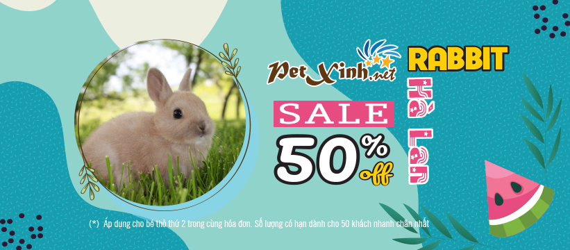 Giảm 50% Thỏ Hà Lan 5
