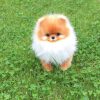Chó Pomeranian (Pom, fox sóc, phốc) siêu mini 3