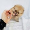 Chó Pomeranian (Pom, fox sóc, phốc) siêu mini 2