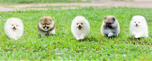 Chó Pomeranian (Pom, fox sóc, phốc) siêu mini 24