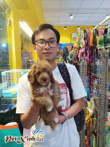 Chó Poodle 16