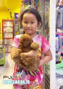 Chó Poodle 9