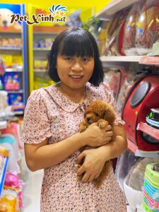 Chó Poodle 22
