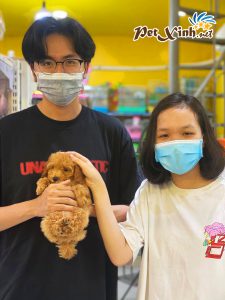 Chó Poodle 23