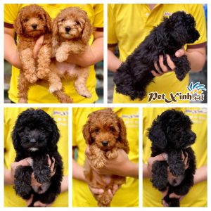 Chó Poodle 5