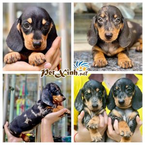 Dachshund (chó lạp xưởng) 11