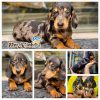 Dachshund (chó lạp xưởng) 1