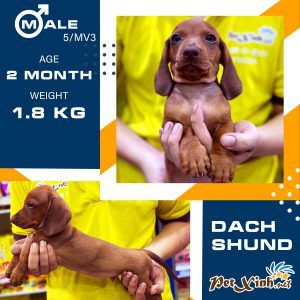 Dachshund (chó lạp xưởng) 17