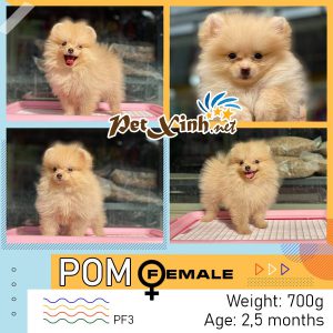 Chó Pomeranian (Pom, fox sóc, phốc) siêu mini 31