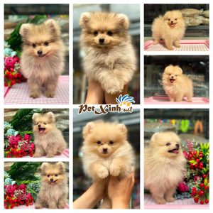 Chó Pomeranian (Pom, fox sóc, phốc) siêu mini 29