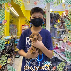 Dachshund (chó lạp xưởng) 10