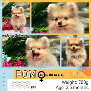 Chó Pomeranian (Pom, fox sóc, phốc) siêu mini 30