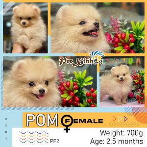Chó Pomeranian (Pom, fox sóc, phốc) siêu mini 35