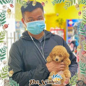 Chó Poodle 20