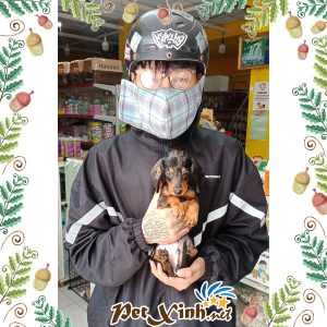 Dachshund (chó lạp xưởng) 3