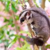 Sóc Bay Úc (Sugar Glider) 1