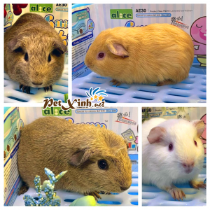 Guinea Pig American (Bọ Ú Mỹ) 52