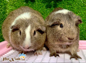 Guinea Pig American (Bọ Ú Mỹ) 53