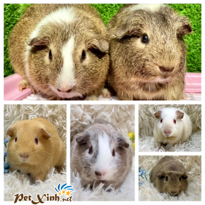 Guinea Pig American (Bọ Ú Mỹ) 55