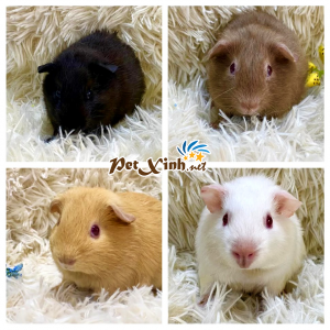 Guinea Pig American (Bọ Ú Mỹ) 54