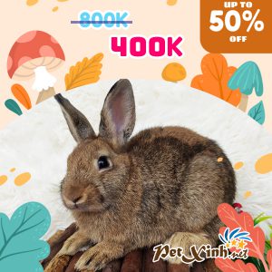 Thỏ Hà Lan Siêu Sale lên tới 50% 13