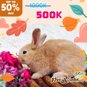 Thỏ Hà Lan Siêu Sale lên tới 50% 16