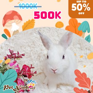 Thỏ Hà Lan Siêu Sale lên tới 50% 20