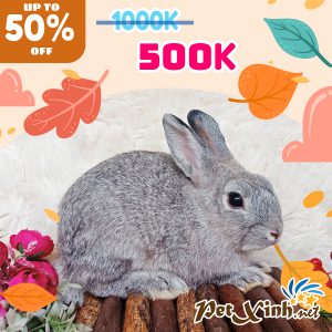 Thỏ Hà Lan Siêu Sale lên tới 50% 14