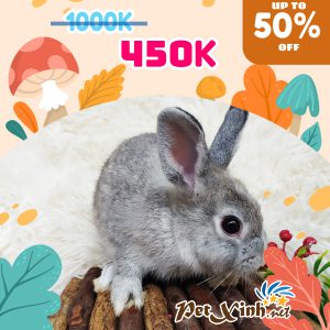 Thỏ Hà Lan Siêu Sale lên tới 50% 15